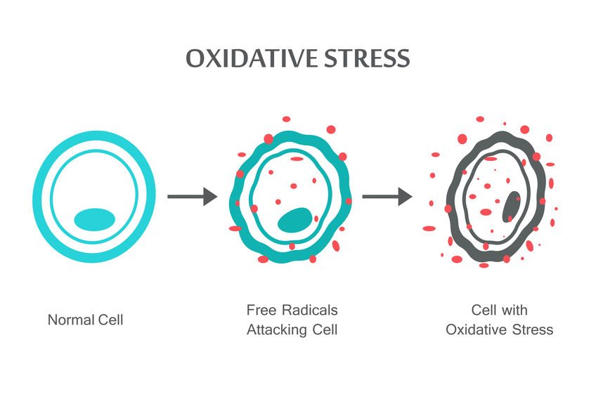 Illustration of oxidative stress on a skin cell